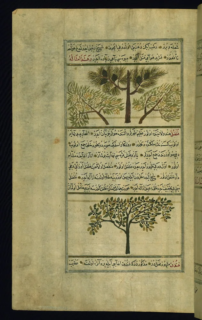 پسته اکبری