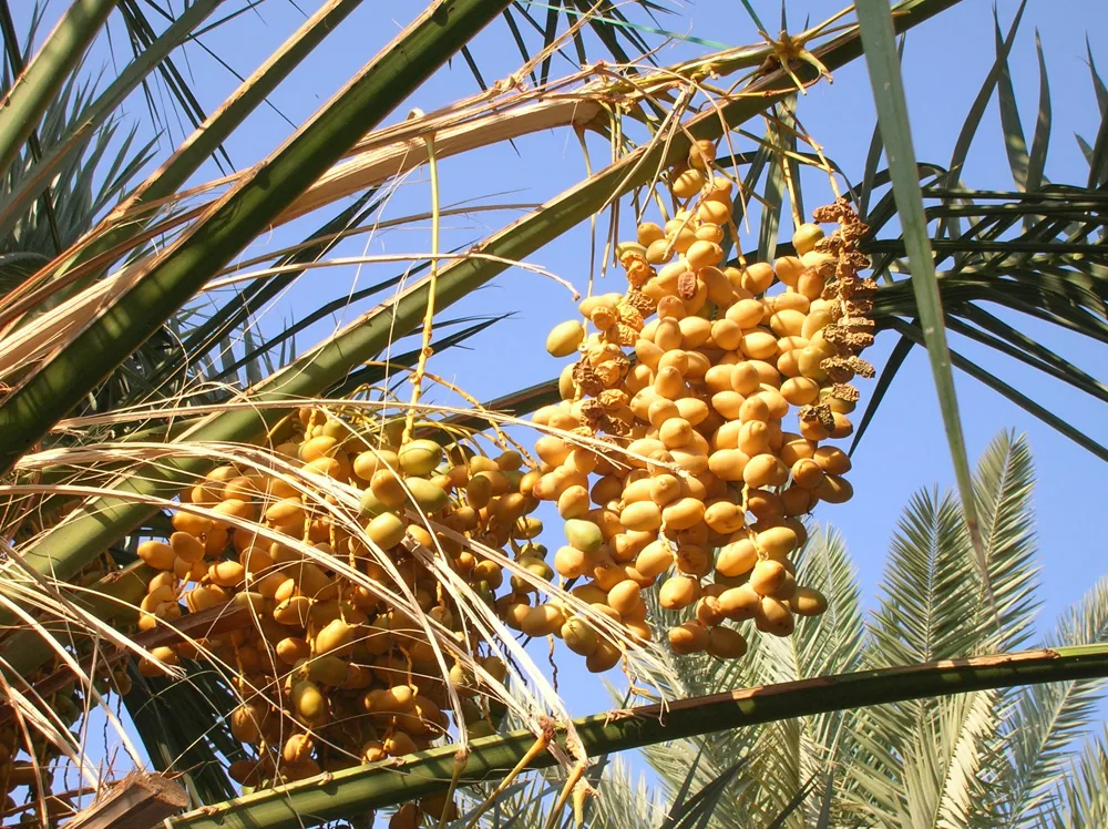 خرمای مضافتی