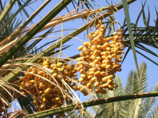 خرمای مضافتی